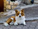 IMG_1410 copy
